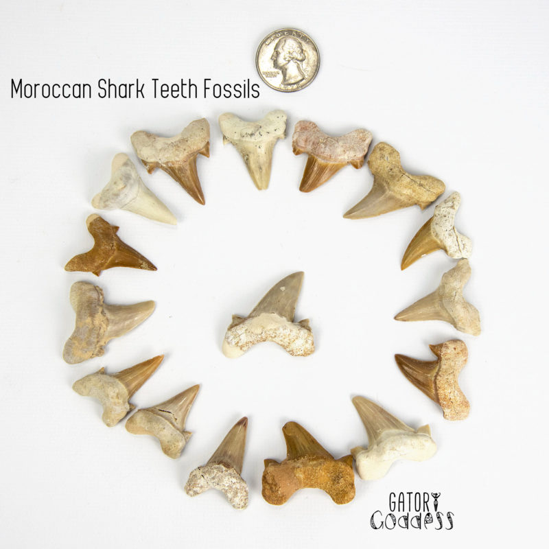 Moroccan Shark teeth
