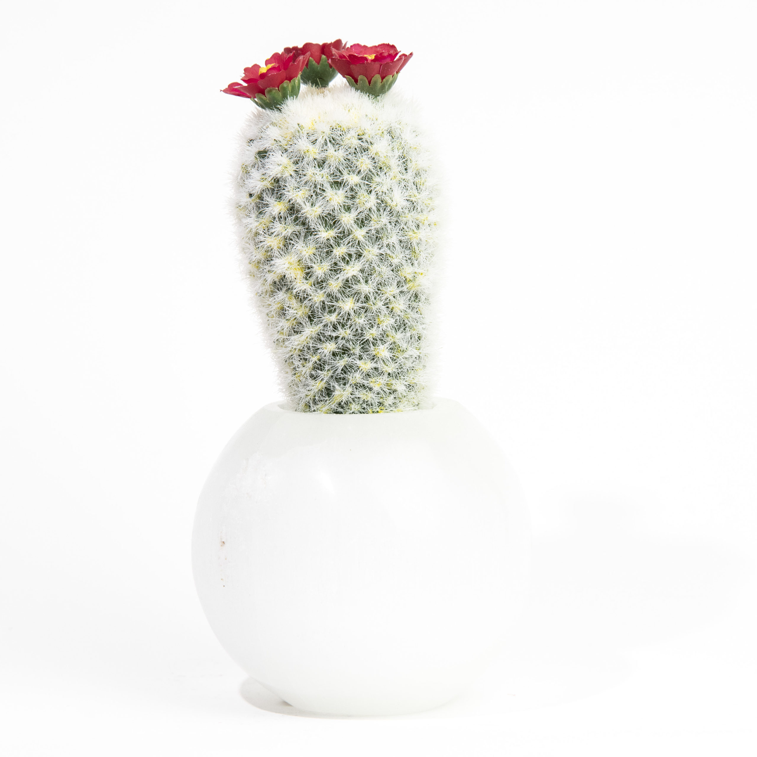 Snowball Selenite with Cactus